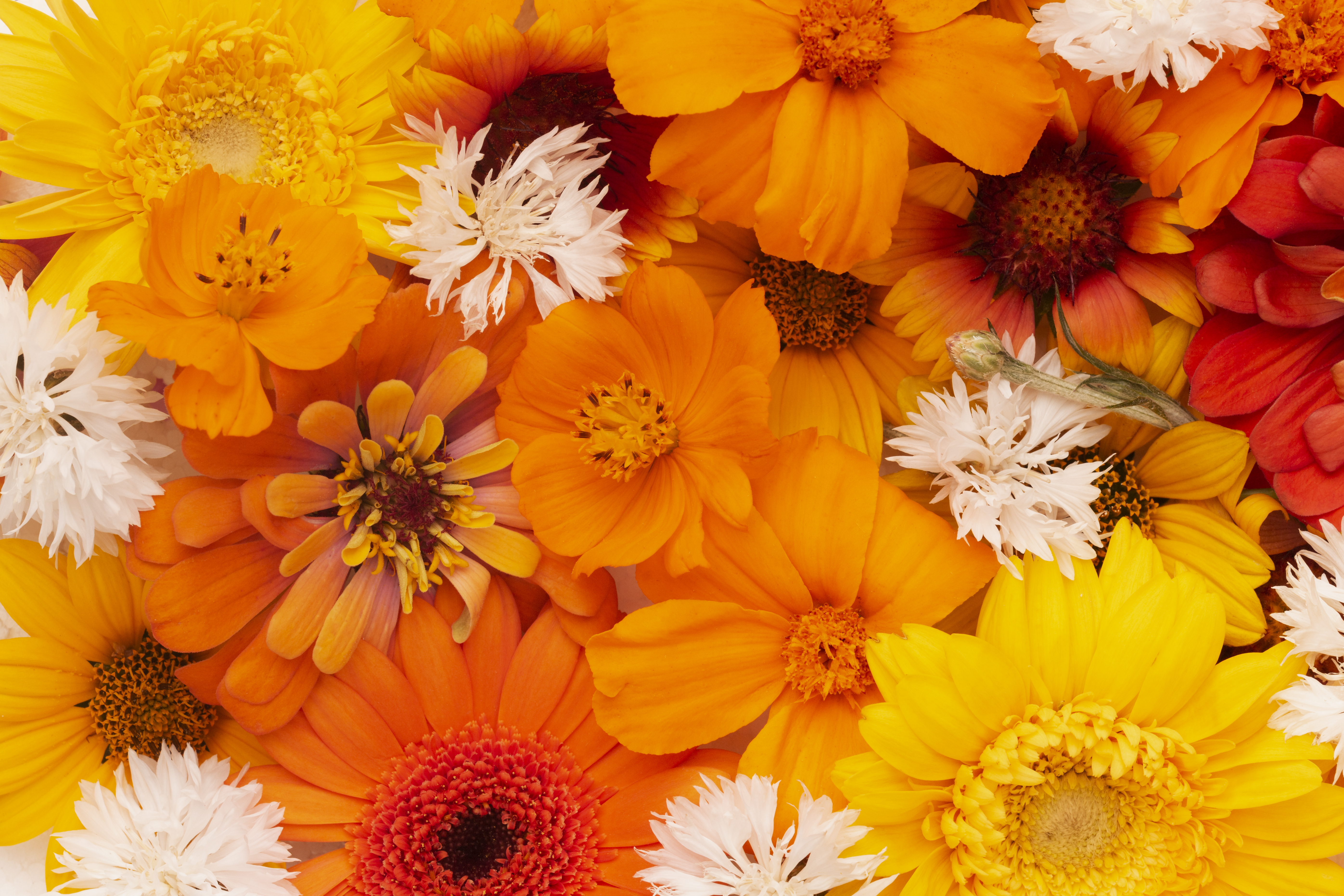 An image of orange, yellow and white flowers